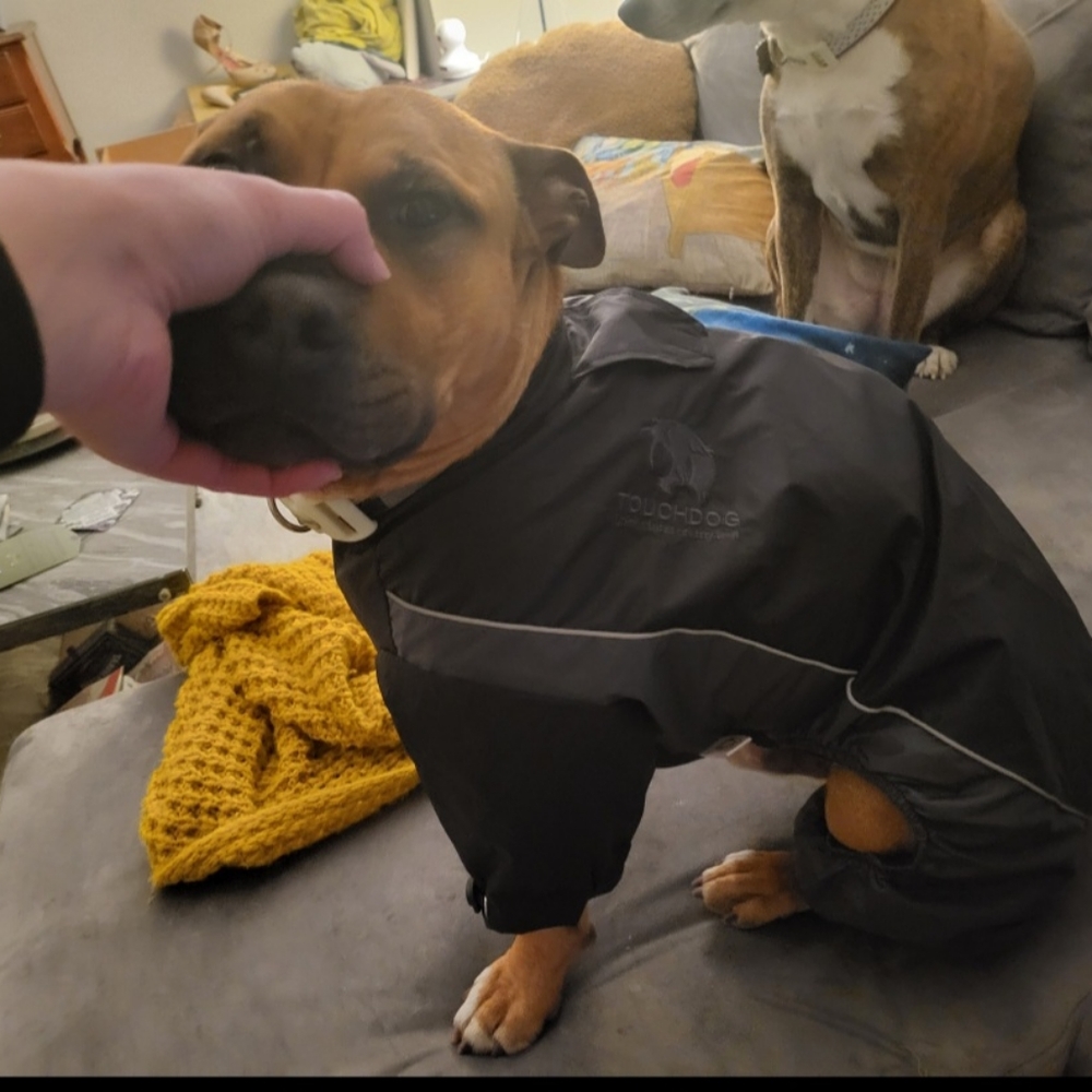 Large winter coat for dog